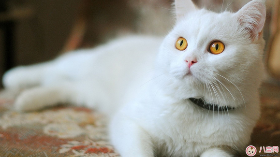 備孕期間家里可以養貓嗎