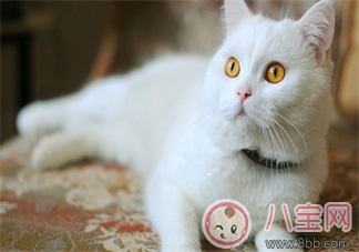 備孕期間家里可以養貓嗎