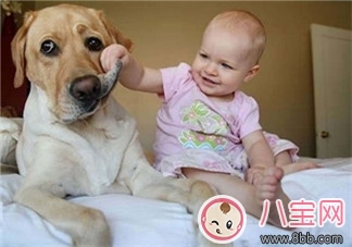 寶寶與家里養的寵物相處注意事項