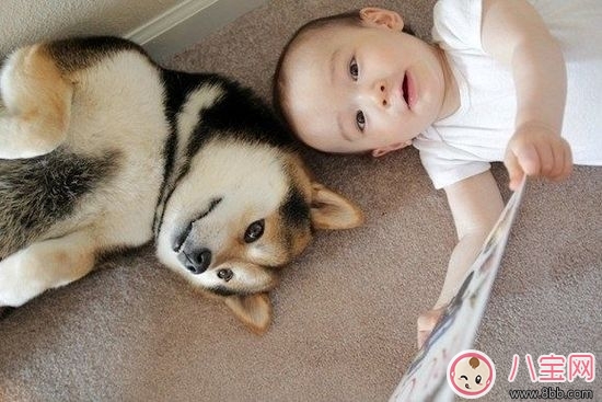 寶寶與家里養的寵物相處注意事項