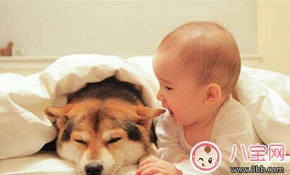 寶寶與家里養的寵物相處注意事項