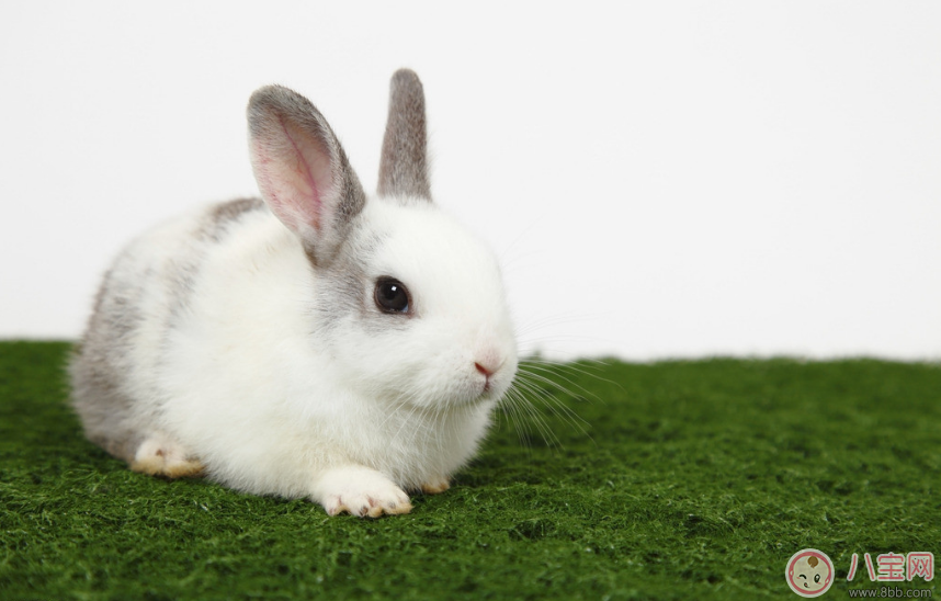 媽媽安胎小故事：小兔的蘑菇房