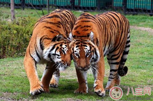 親子游去哪避暑比較好 武漢最佳避暑游玩推薦 親子游去哪避暑比較好 武漢最佳避暑游玩推薦