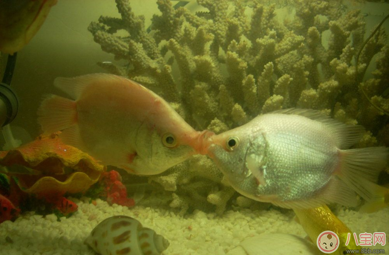 接吻高技巧玩法 接吻日一定要會 接吻高技巧玩法 接吻日一定要會