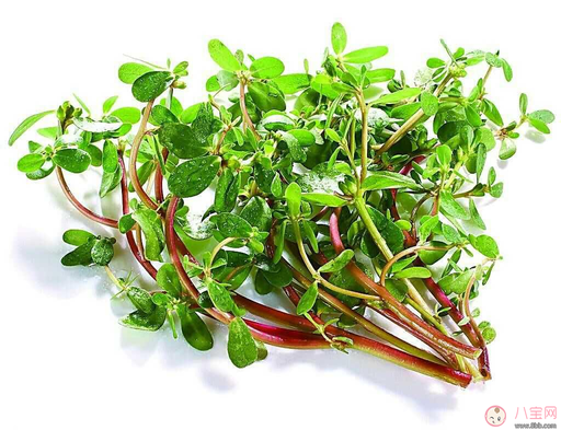 哺乳期間可以吃馬齒莧嗎 怎么吃馬齒莧好