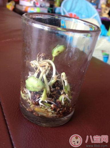 夏季帶孩子養植物養什么植物好 和孩子養植物成長快