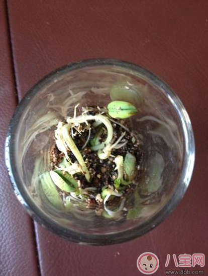 夏季帶孩子養植物養什么植物好 和孩子養植物成長快