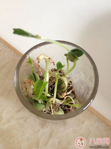 夏季帶孩子養植物養什么植物好 和孩子養植物成長快