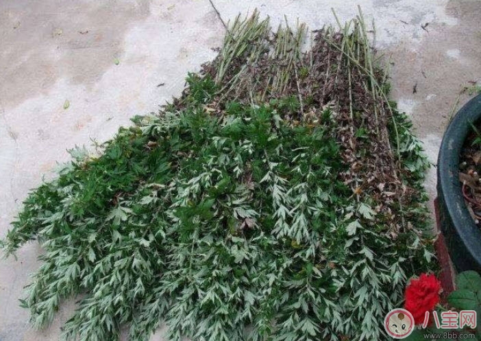 2017夏天孩子長痱子有什么偏方 去治痱子偏方有哪些