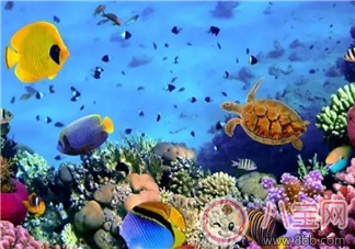 海洋生物趣味多 魚類簡筆畫 海洋生物趣味多 魚類簡筆畫