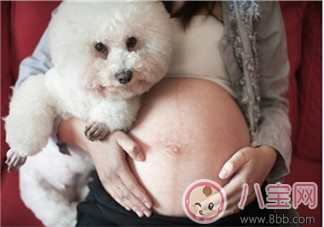 孕期家里有寵物怎么辦 孕期養寵物注意事項