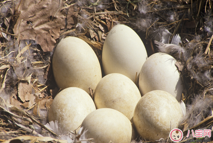 懷孕吃什么寶寶生出來(lái)比較好看 懷孕吃什么寶寶生出來(lái)比較好看