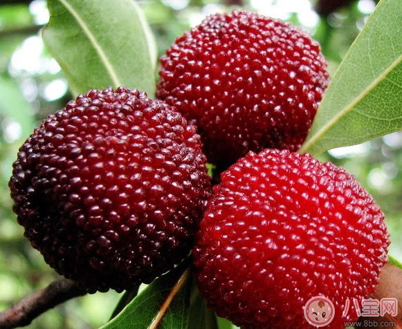 孕婦可以吃新鮮楊梅嗎 孕婦吃楊梅注意事項