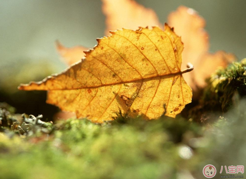 貼秋膘有什么技巧 貼秋膘注意事項(xiàng) 貼秋膘有什么技巧 貼秋膘注意事項(xiàng)