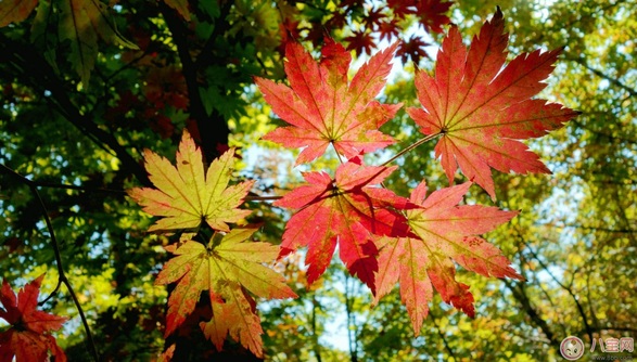 貼秋膘有什么技巧 貼秋膘注意事項(xiàng) 貼秋膘有什么技巧 貼秋膘注意事項(xiàng)