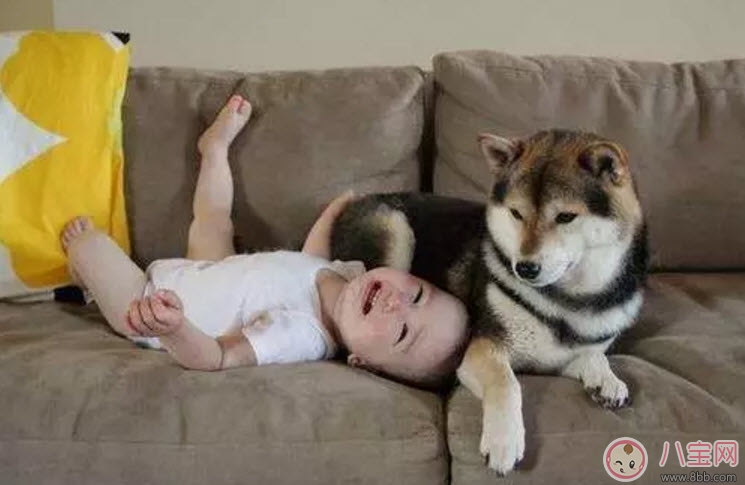 養寵物的孕婦應該做哪些檢查 為什么明星懷孕了能養寵物