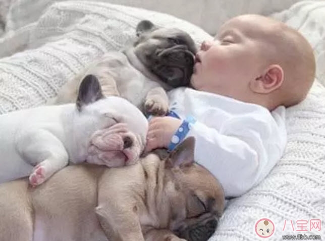 養寵物的孕婦應該做哪些檢查 為什么明星懷孕了能養寵物