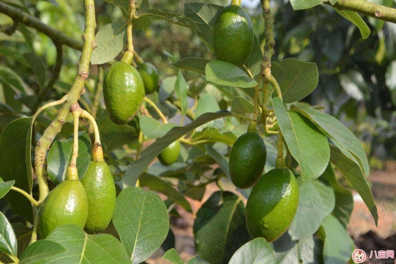 女性健康保養(yǎng) 酪梨美容功效多 女性健康保養(yǎng) 酪梨美容功效多