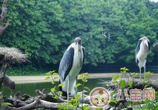 2017七夕節全家出游  看看長隆親子攻略