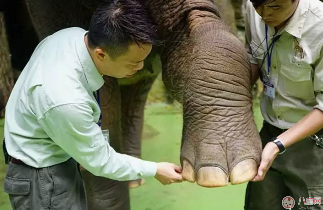 2017七夕節全家出游  看看長隆親子攻略