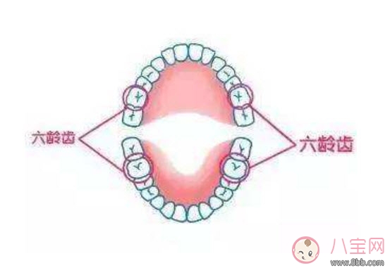 寶寶的六齡齒會換掉嗎 寶寶乳牙里的六齡牙終生不換 寶寶的六齡齒會換掉嗎 寶寶乳牙里的六齡牙終生不換