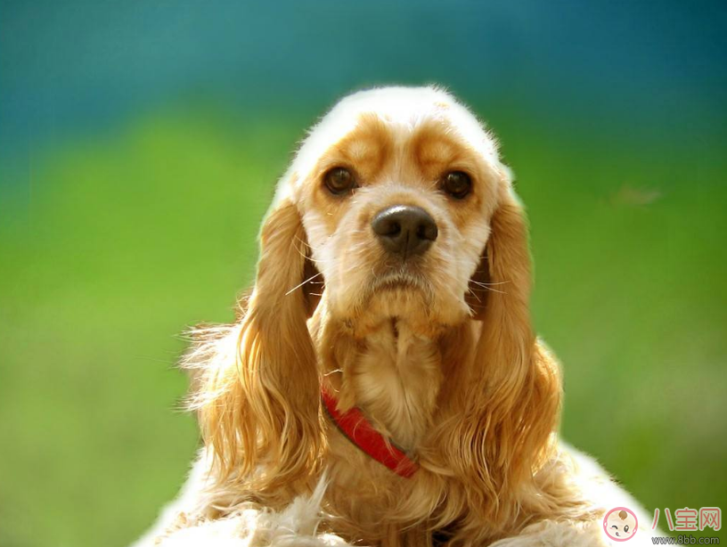 明知我養(yǎng)狗還住隔壁 孩子遇到狗怎么辦