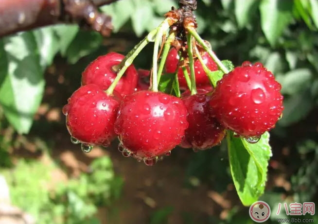 孕婦能吃櫻桃嗎 孕婦怎么吃櫻桃最營養