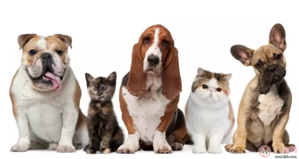 七夕節送巧克力 并不是所有人都能吃巧克力 七夕節送巧克力 并不是所有人都能吃巧克力