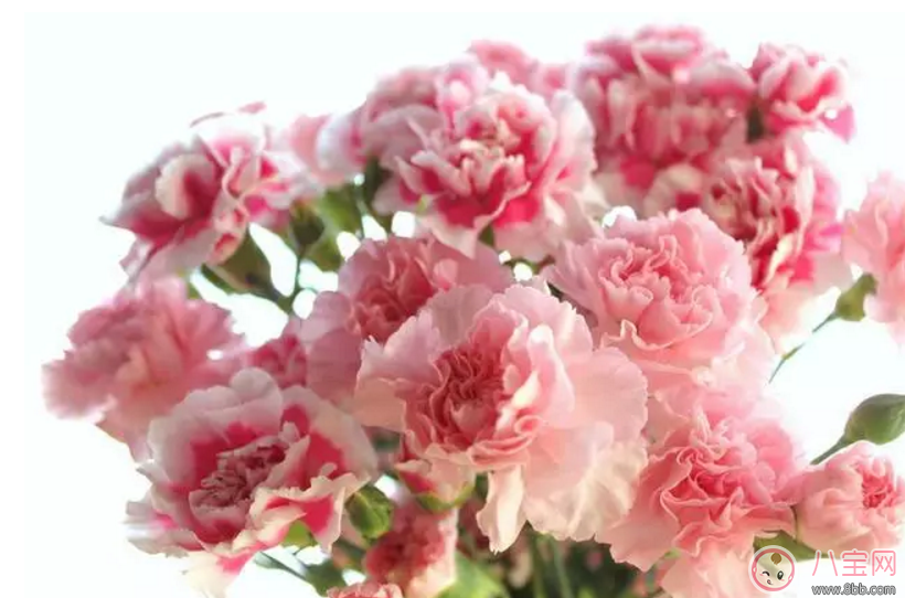 七夕節送什么花給老婆 怎么送花更浪漫