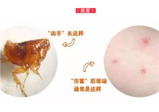 寶寶被跳蚤咬了癥狀圖片 寶寶被跳蚤咬和蚊子咬癥狀對比圖片區別