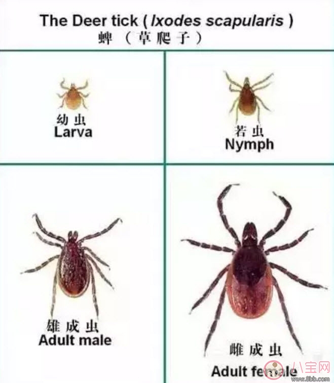寶寶被蜱蟲咬了癥狀圖片 寶寶被蜱蟲咬和蚊子咬癥狀對比圖片區別 寶寶被蜱蟲咬了癥狀圖片 寶寶被蜱蟲咬和蚊子咬癥狀對比圖片區別