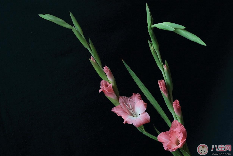 教師節送花只知道康乃馨怎么行 2017最適合送老師花推薦 教師節送花只知道康乃馨怎么行 2017最適合送老師花推薦