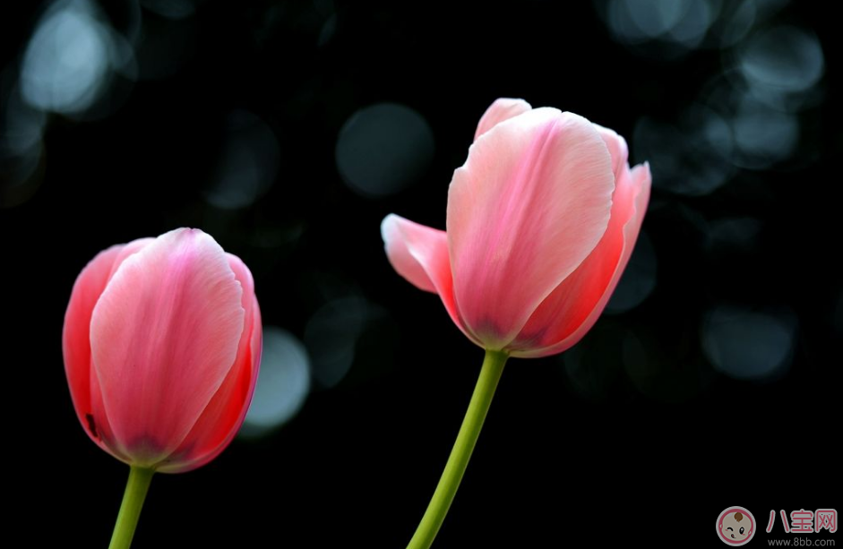 教師節送花只知道康乃馨怎么行 2017最適合送老師花推薦 教師節送花只知道康乃馨怎么行 2017最適合送老師花推薦