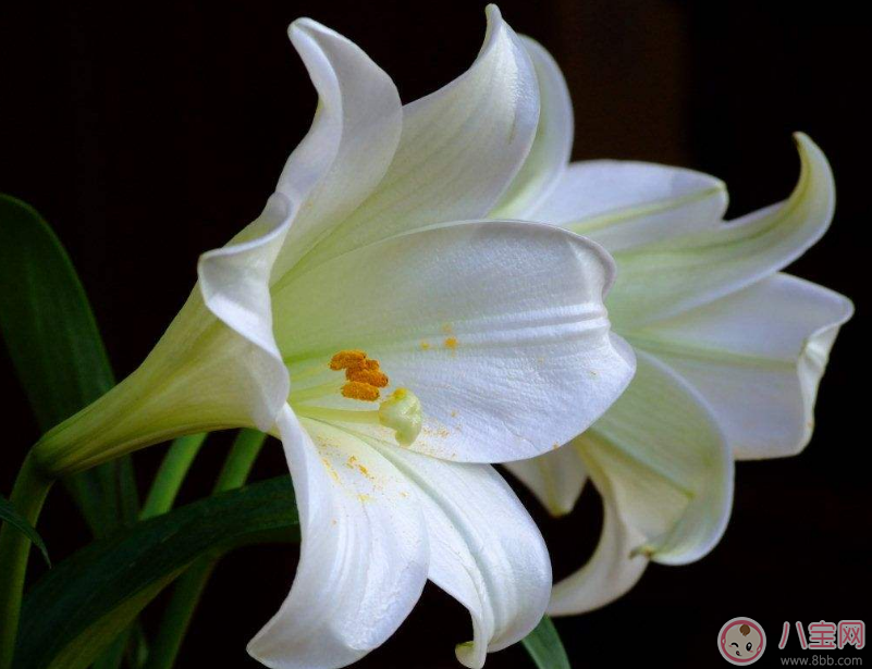 教師節送花只知道康乃馨怎么行 2017最適合送老師花推薦 教師節送花只知道康乃馨怎么行 2017最適合送老師花推薦