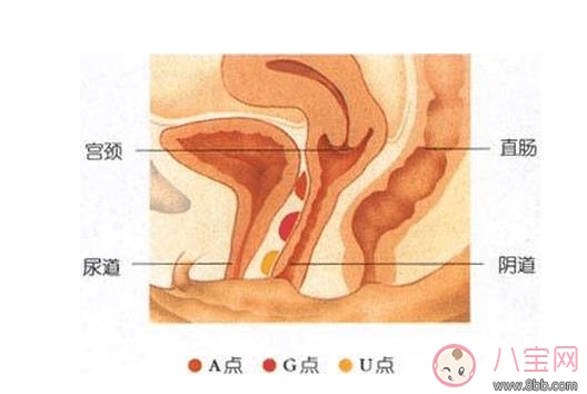 怎么讓女性高潮女性G點(diǎn)怎么著找圖解 A點(diǎn)U點(diǎn)G點(diǎn)是什么