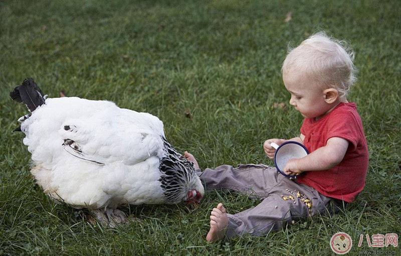 養寵物能提高寶寶成績嗎 如何通過性格為寶寶挑選寵物 養寵物能提高寶寶成績嗎 如何通過性格為寶寶挑選寵物