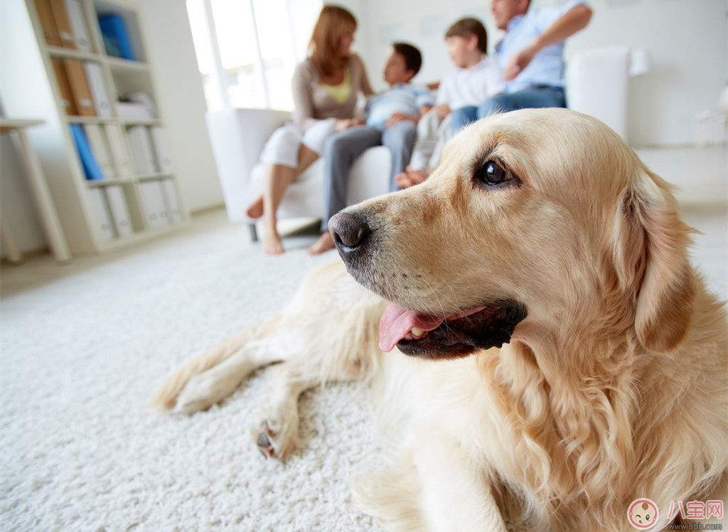 養寵物能提高寶寶成績嗎 如何通過性格為寶寶挑選寵物 養寵物能提高寶寶成績嗎 如何通過性格為寶寶挑選寵物