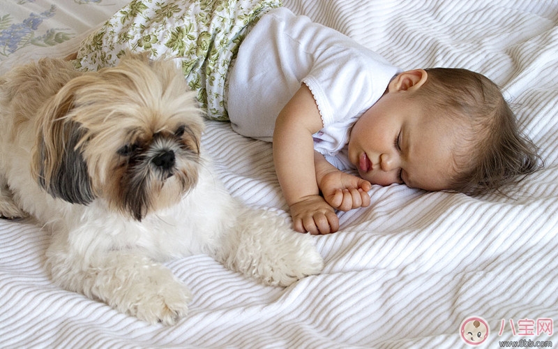 養寵物能提高寶寶成績嗎 如何通過性格為寶寶挑選寵物 養寵物能提高寶寶成績嗎 如何通過性格為寶寶挑選寵物