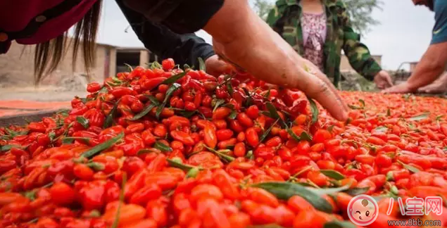 枸杞怎么吃最補(bǔ)腎 枸杞最佳養(yǎng)生飲食方法