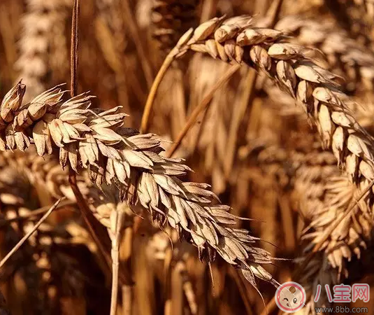 巧丹思麥片怎么吃好吃 JORDANS巧丹思麥片怎么樣 巧丹思麥片怎么吃好吃 JORDANS巧丹思麥片怎么樣