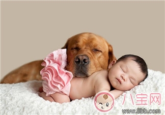 如何讓新生兒熟悉家里的狗狗 寶寶與狗狗和睦相處怎么做 如何讓新生兒熟悉家里的狗狗 寶寶與狗狗和睦相處怎么做