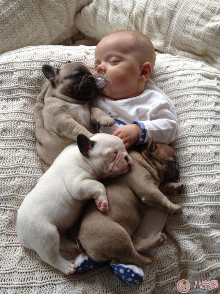 如何讓新生兒熟悉家里的狗狗 寶寶與狗狗和睦相處怎么做 如何讓新生兒熟悉家里的狗狗 寶寶與狗狗和睦相處怎么做