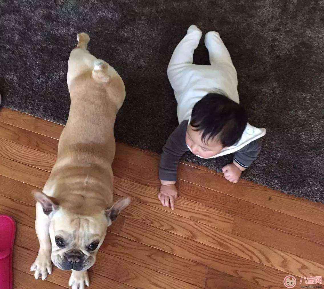 如何讓新生兒熟悉家里的狗狗 寶寶與狗狗和睦相處怎么做 如何讓新生兒熟悉家里的狗狗 寶寶與狗狗和睦相處怎么做