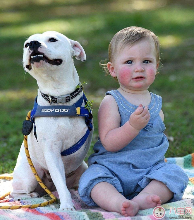 如何讓新生兒熟悉家里的狗狗 寶寶與狗狗和睦相處怎么做 如何讓新生兒熟悉家里的狗狗 寶寶與狗狗和睦相處怎么做