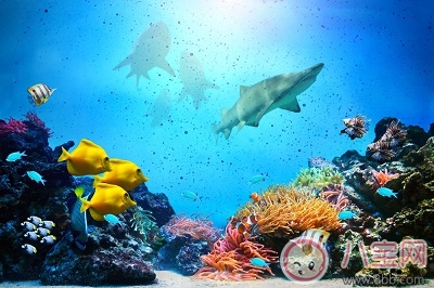 一家人吃魚中毒 吃的什么魚中的什么毒