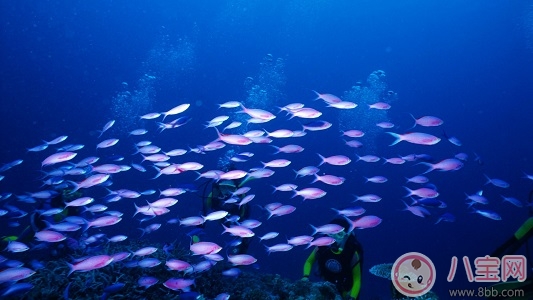 一家人吃魚中毒 吃的什么魚中的什么毒