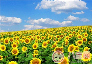 吃胡蘿卜就不會(huì)近視嗎 哪些營(yíng)養(yǎng)素保護(hù)眼部健康