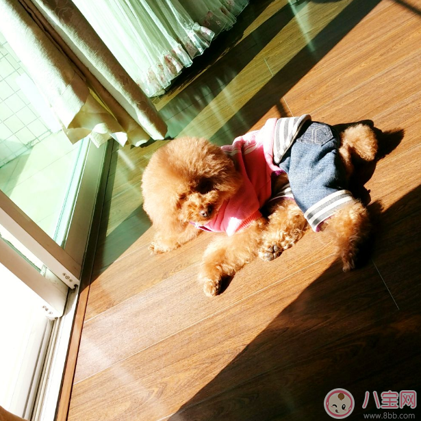 懷孕的時(shí)候可以吧肚皮敞開曬太陽(yáng)嗎 準(zhǔn)媽媽曬哪個(gè)部位最好 懷孕的時(shí)候可以吧肚皮敞開曬太陽(yáng)嗎 準(zhǔn)媽媽曬哪個(gè)部位最好