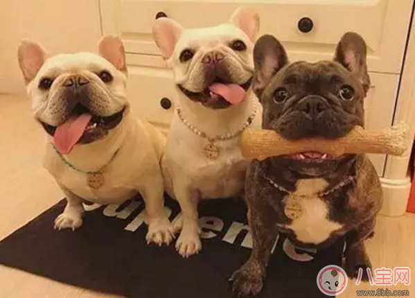 懷孕前養寵物要做什么檢查 坐月子能養寵物嗎 懷孕前養寵物要做什么檢查 坐月子能養寵物嗎