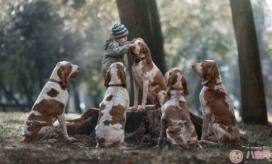 如何教育幼兒與寵物相處 怎么做與寵物互動 如何教育幼兒與寵物相處 怎么做與寵物互動